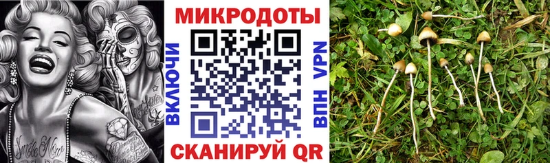 Псилоцибиновые грибы Psilocybe  мориарти какой сайт  Реутов 