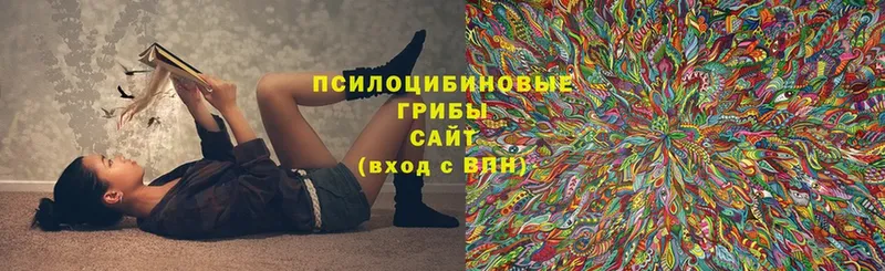 закладка  Реутов  Псилоцибиновые грибы мухоморы 